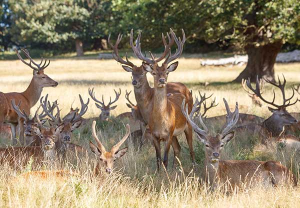 <span>Green spaces and outdoor life</span>