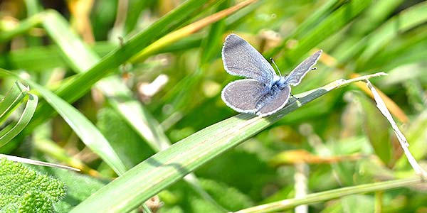 Walk on the wild side at London Square Tadworth Gardens