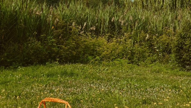 Join Us this Summer at Wandsworth Common