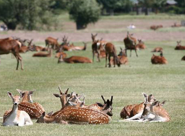 Best Parks in South London